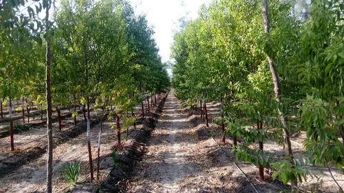 Red sandalwood trees cultivation
                           