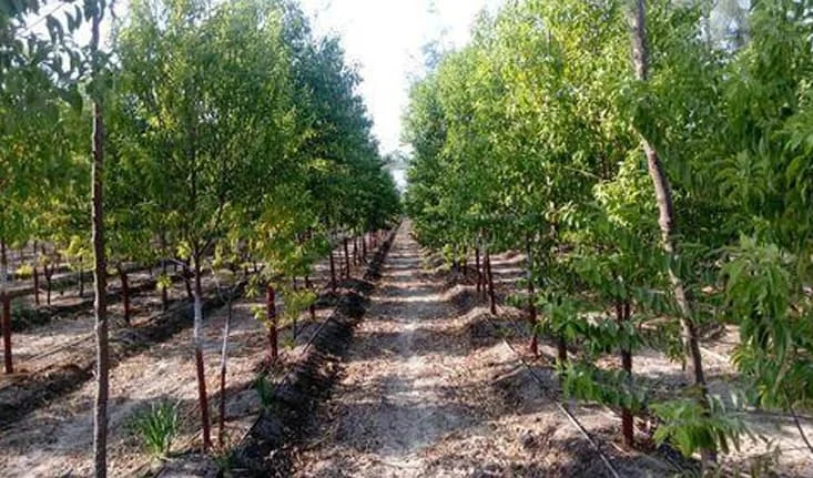 Red sandalwood trees cultivation