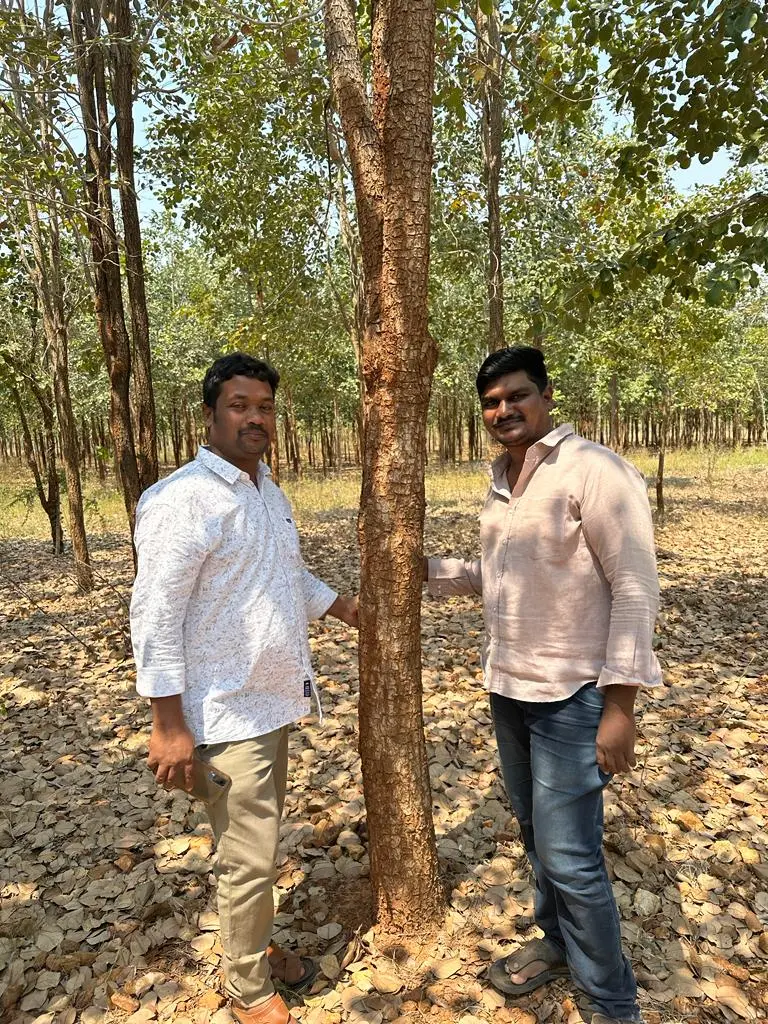 Sandalwood farming in india